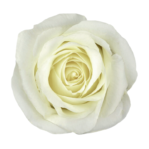White Chocolate