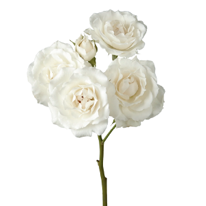 White Majolika
