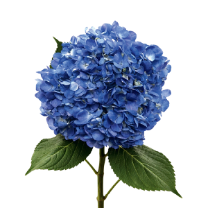 Shocking Blue