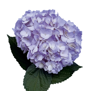 Tinted Lavender