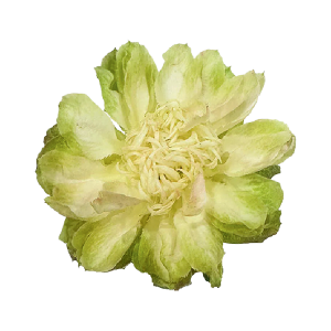 Veggie