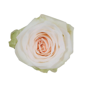 White O’hara