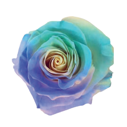 Tinted Rose