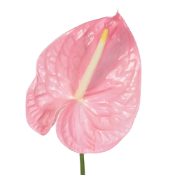 Tropical Flower