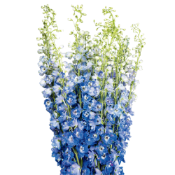 Delphinium