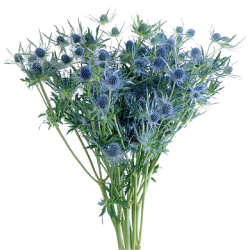 Eryngium