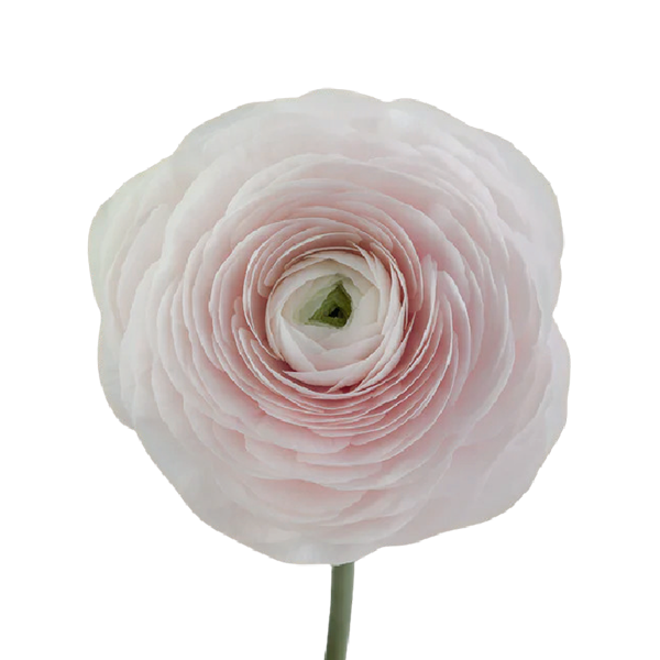 Ranunculus