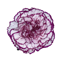 Carnation