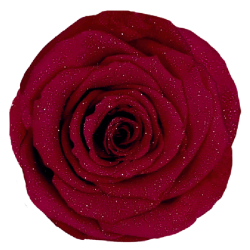 Preserved Rose