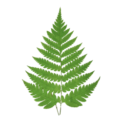 Greens