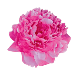 Peony