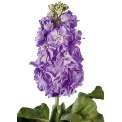 Matthiola