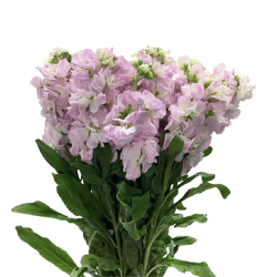 Spray Matthiola