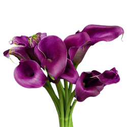 Calla and Mini Calla