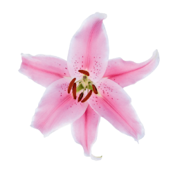 Lilium