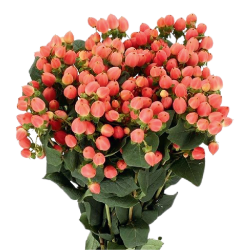 Hypericum