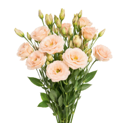 Lisianthus