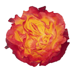 Garden Rose