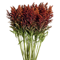 Solidago