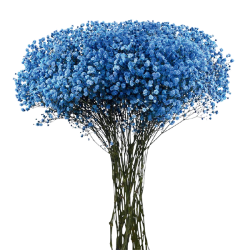 Gypsophila