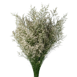 Limonium