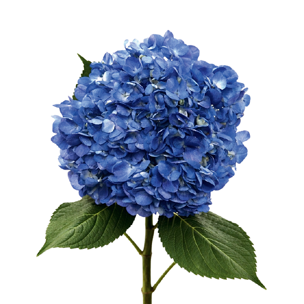 Hydrangea