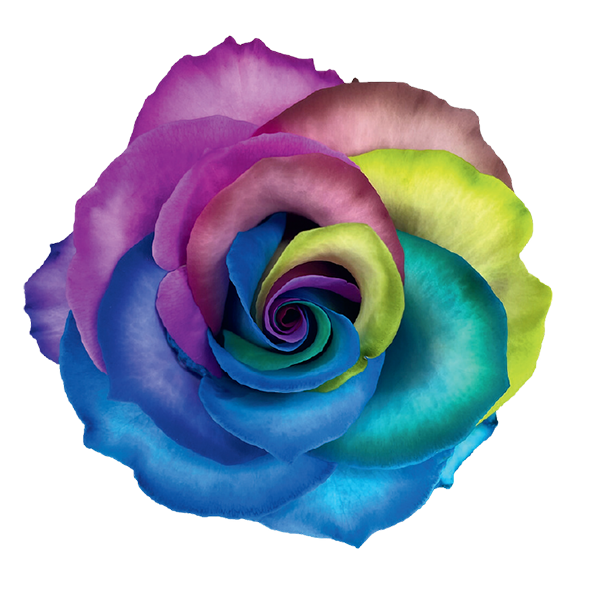 Tinted Rose