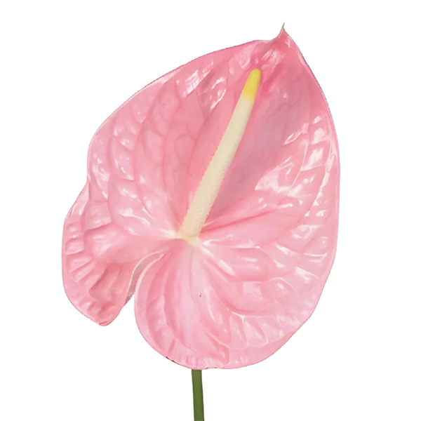 Tropical Flower
