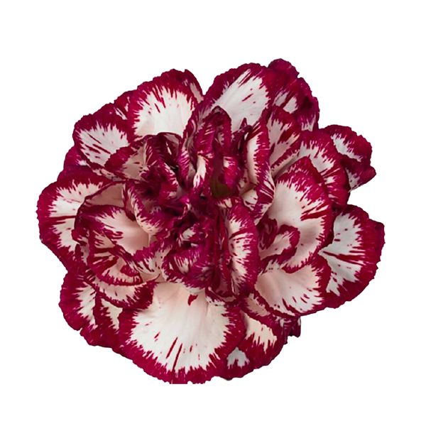 Carnation
