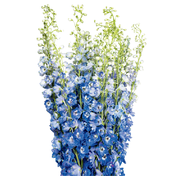 Delphinium