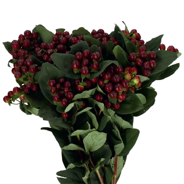 Hypericum