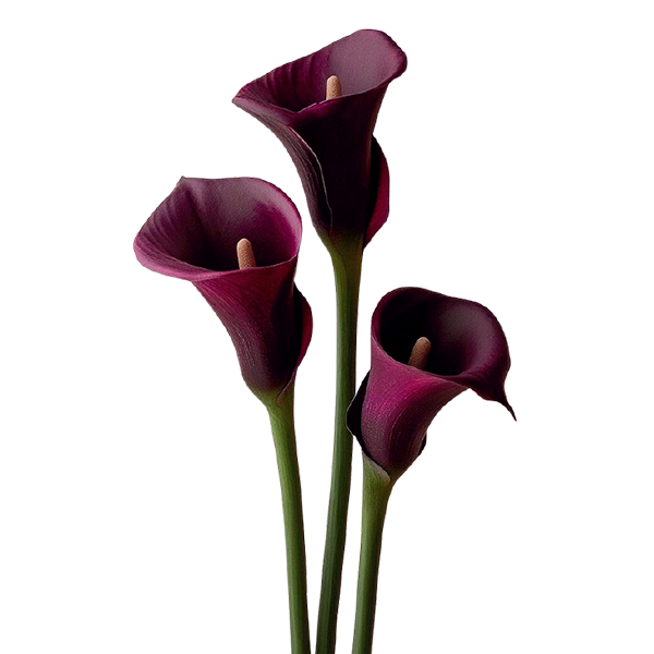 Calla and Mini Calla