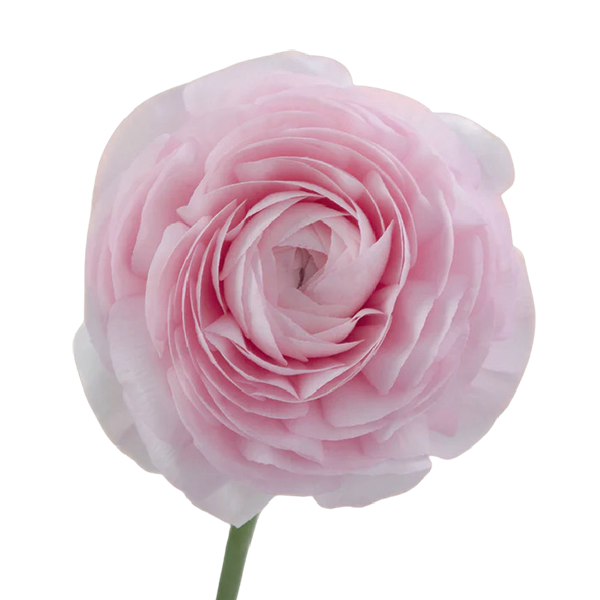 Ranunculus