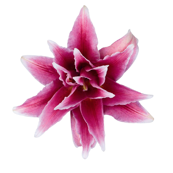 Lilium