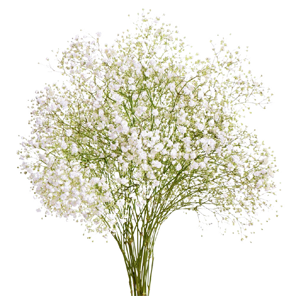 Gypsophila