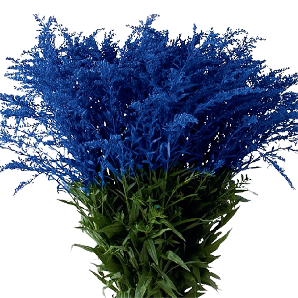 Solidago